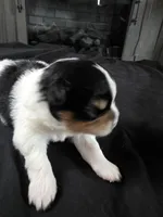 Simon, a male Pomeranian for sale in Long Lane, MO – Photo 10 of 10