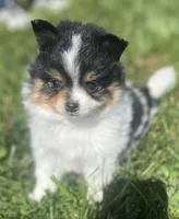 Simon, a male Pomeranian for sale in Long Lane, MO – Photo 1 of 10