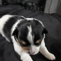 Simon, a male Bichon Frise and Pomeranian for sale in Long Lane, MO – Photo 6 of 9