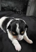 Simon, a male Pomeranian for sale in Long Lane, MO – Photo 7 of 10