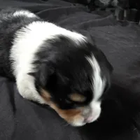 Simon, a male Bichon Frise and Pomeranian for sale in Long Lane, MO – Photo 4 of 9