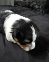 Simon, a male Pomeranian for sale in Long Lane, MO – Photo 5 of 10