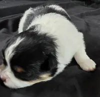 Simon, a male Pomeranian for sale in Long Lane, MO – Photo 4 of 10