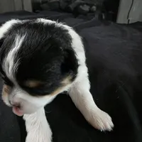 Simon, a male Bichon Frise and Pomeranian for sale in Long Lane, MO – Photo 7 of 9