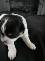 Simon, a male Pomeranian for sale in Long Lane, MO – Photo 8 of 10