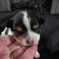 Simon, a male Bichon Frise and Pomeranian for sale in Long Lane, MO – Photo 2 of 9