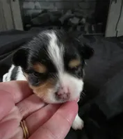 Simon, a male Pomeranian for sale in Long Lane, MO – Photo 2 of 10