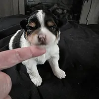 Simon, a male Bichon Frise and Pomeranian for sale in Long Lane, MO – Photo 1 of 9