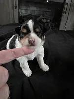 Simon, a male Pomeranian for sale in Long Lane, MO – Photo 1 of 10