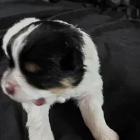 Simon, a male Bichon Frise and Pomeranian for sale in Long Lane, MO – Photo 5 of 9