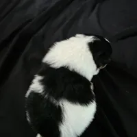 Simon, a male Bichon Frise and Pomeranian for sale in Long Lane, MO – Photo 3 of 9