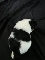 Simon, a male Pomeranian for sale in Long Lane, MO – Photo 3 of 10