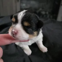 Simon, a male Bichon Frise and Pomeranian for sale in Long Lane, MO – Photo 8 of 9