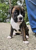"Blossom", a  Boxer for sale in Butler, OH – 7 of 10