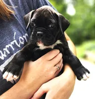 "Blossom", a  Boxer for sale in Butler, OH – 4 of 10