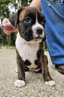 "Blossom", a  Boxer for sale in Butler, OH – 9 of 10
