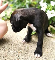 "Blossom", a  Boxer for sale in Butler, OH – 6 of 10