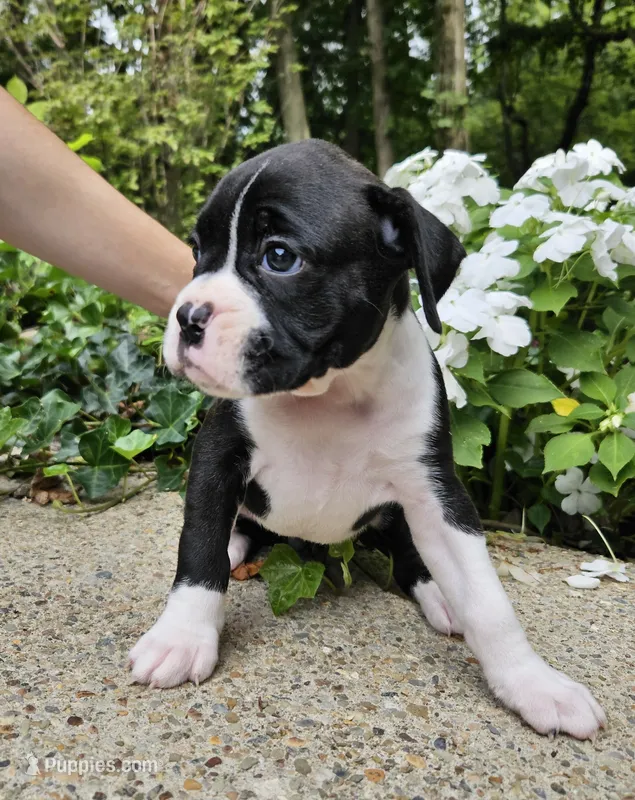 "Blossom" – Boxer puppy for sale in Butler, OH