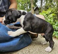 "Blossom", a  Boxer for sale in Butler, OH – 2 of 10
