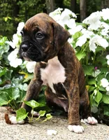 "Blossom", a  Boxer for sale in Butler, OH – 5 of 10