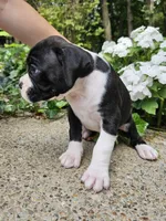 "Blossom", a  Boxer for sale in Butler, OH – 10 of 10