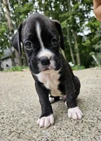 "Blossom", a  Boxer for sale in Butler, OH – 8 of 10