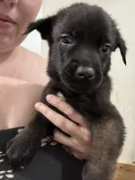 Grey, a female Belgian Malinois and German Shepherd Dog for sale in Blue Springs, MO – 1 of 3