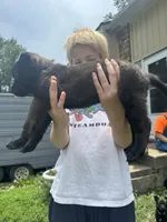 Grey, a female Belgian Malinois and German Shepherd Dog for sale in Blue Springs, MO – 9 of 9
