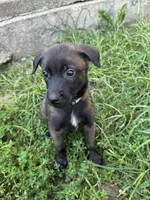 Grey, a female Belgian Malinois and German Shepherd Dog for sale in Blue Springs, MO – 3 of 9