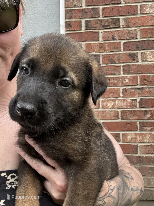 Light Blue – Belgian Malinois, German Shepherd Dog puppy on hold in Blue Springs, MO