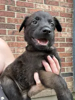 Green, a female Belgian Malinois and German Shepherd Dog for sale in Blue Springs, MO – 1 of 3