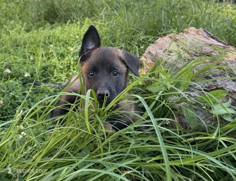 Purple – Belgian Malinois, German Shepherd Dog puppy for sale in Blue Springs, MO