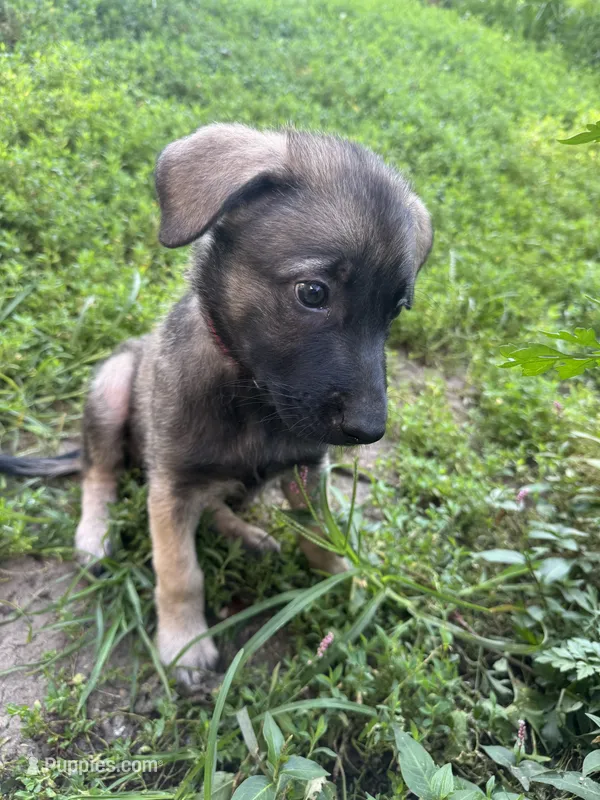 Pink – Belgian Malinois, German Shepherd Dog puppy for sale in Blue Springs, MO