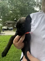 Orange , a female Belgian Malinois and German Shepherd Dog for sale in Blue Springs, MO – 2 of 3