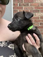 Green, a female Belgian Malinois and German Shepherd Dog for sale in Blue Springs, MO – 3 of 3