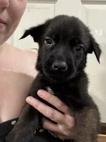 Grey, a female Belgian Malinois and German Shepherd Dog for sale in Blue Springs, MO – 3 of 3