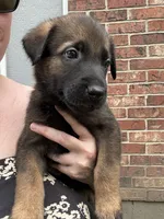 Light Blue, a male Belgian Malinois and German Shepherd Dog for sale in Blue Springs, MO – 2 of 3