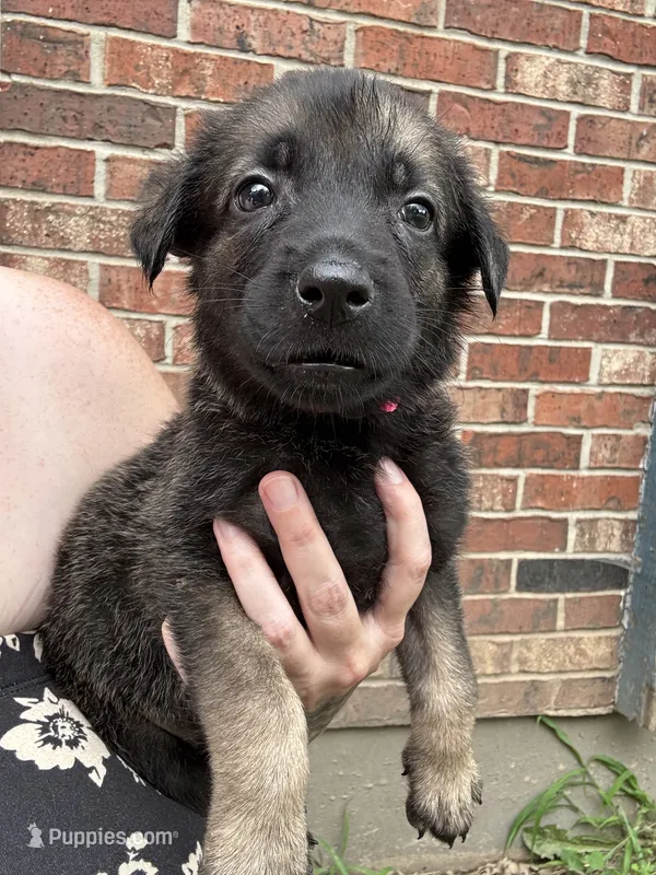 Pink – Belgian Malinois, German Shepherd Dog puppy for sale in Blue Springs, MO