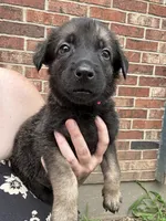 Pink, a female Belgian Malinois and German Shepherd Dog for sale in Blue Springs, MO – 1 of 2