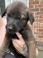 Purple, a female Belgian Malinois and German Shepherd Dog for sale in Blue Springs, MO – 3 of 3