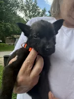 Orange , a female Belgian Malinois and German Shepherd Dog for sale in Blue Springs, MO – 3 of 3