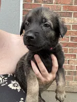 Pink, a female Belgian Malinois and German Shepherd Dog for sale in Blue Springs, MO – 2 of 2