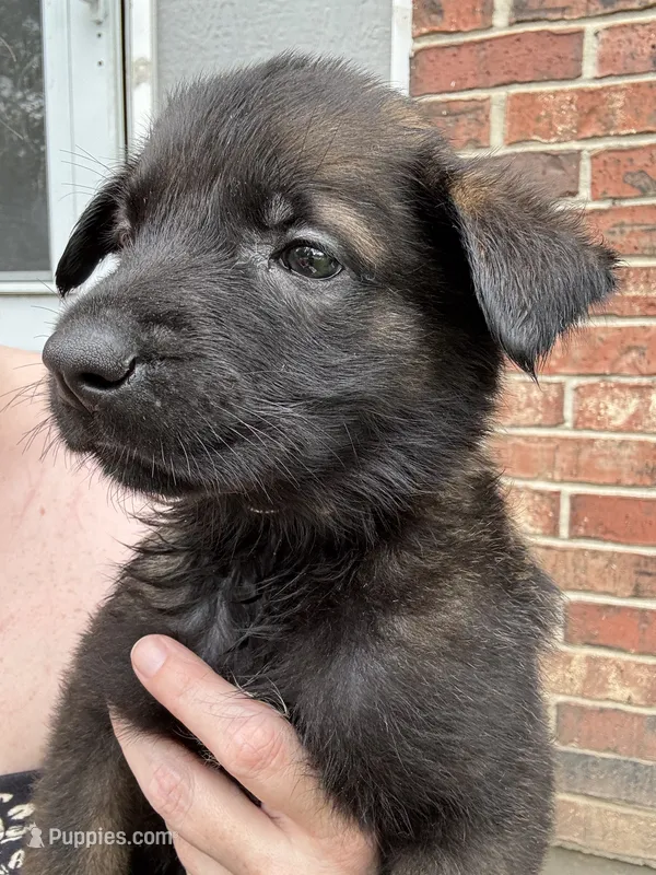 Yellow – Belgian Malinois, German Shepherd Dog puppy for sale in Blue Springs, MO
