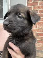 Yellow, a female Belgian Malinois and German Shepherd Dog for sale in Blue Springs, MO – 1 of 2
