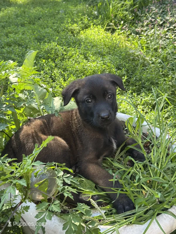 Grey – Belgian Malinois, German Shepherd Dog puppy for sale in Blue Springs, MO
