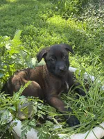 Grey, a female Belgian Malinois and German Shepherd Dog for sale in Blue Springs, MO – 1 of 9