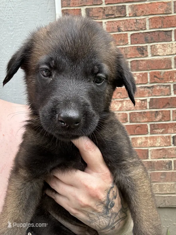 Purple – Belgian Malinois, German Shepherd Dog puppy for sale in Blue Springs, MO