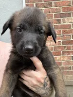 Purple, a female Belgian Malinois and German Shepherd Dog for sale in Blue Springs, MO – 1 of 3