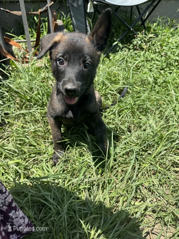Green – Belgian Malinois, German Shepherd Dog puppy for sale in Blue Springs, MO