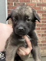 Tan, a female Belgian Malinois and German Shepherd Dog for sale in Blue Springs, MO – 3 of 3